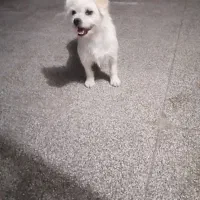 سگ فروشی|سگ|زرند, |دیوار