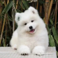 توله سه ماهه سامویید شناسنامه داره واکسن زده