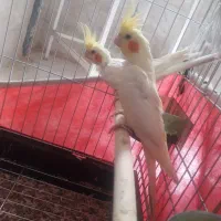 عروس هلندی|پرنده|کرمانشاه, |دیوار