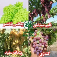 نهال انگور فصلی|خدمات باغبانی و درختکاری|بانه, |دیوار
