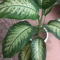 گل و گیاه|گل و گیاه طبیعی|لنجان, |دیوار