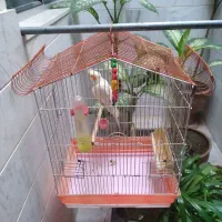 عروس هلندی زعفرانی نر سخنگو به فروش می‌رسد