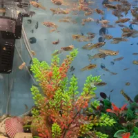 ماهی گوپی بالغ دونه ای 10 تومن|ماهی|اصفهان, دوطفلان|دیوار