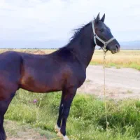 اسب ترکمن|اسب و تجهیزات اسب‌سواری|مشهد, امیریه|دیوار