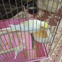 عروس هلندی|پرنده|هشتگرد, هشتگرد قدیم|دیوار