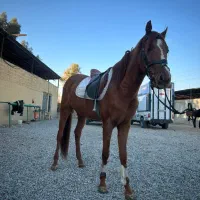 فروش اسب ترکمن