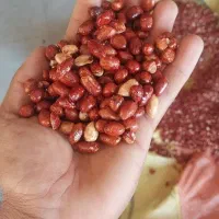 تخمه و خشکبار|عمده‌فروشی|اسفرورین, |دیوار