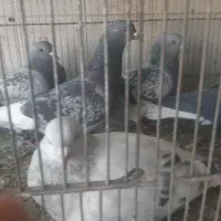 اسباب بازی ها|کلکسیون و سرگرمی|سراوان, |دیوار