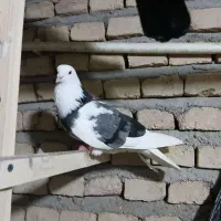 ماده گم شده کبوتر ابلق سبز