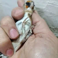 سهره ماده چونه سفید