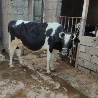 گاو هلشتاین 5 ماه آبستن
