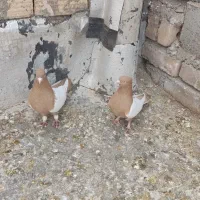 کبوتر سینه زرد