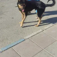 گرگی|سگ|صفادشت, |دیوار