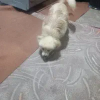 واگذاری سگ|سگ|چناران, |دیوار