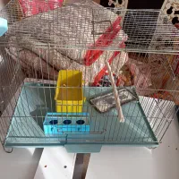 قفس پرنده