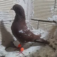 سلام دوتا صید