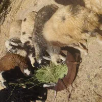 بره لاغر+بزغاله