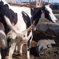 گاو و گوساله نر