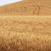 زمین-کشاورزی-دیم-فروشی