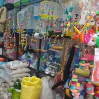 پرنده  سگ، گربه، خرگوش|پرنده|لاهیجان, کوی زمانی|دیوار