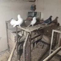 کفتر|پرنده|اصفهان, شهرک کوثر|دیوار