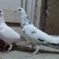 کبوتر پرشی نر و یاهو|پرنده|قم, شهرک سازمان آب|دیوار