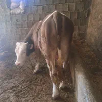 گوساله نر سیمینتال گرگی