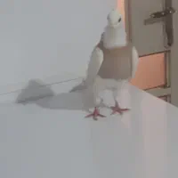 طوقی زرد ماده|پرنده|شوشتر, |دیوار