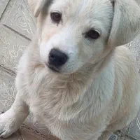 فروش سگ اشپیتز سه ماه