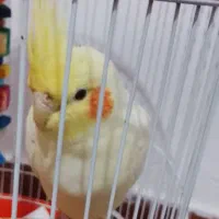 فروش عروس هلندی نر