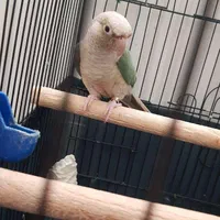 جفت مولد گرینچیک و عروس هلندی