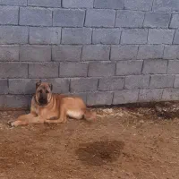 سگ‌گله توضیحات بخونین