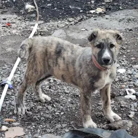 سگ توله ماده