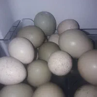تخم خوراکی
