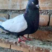 ماده سینه سیاه