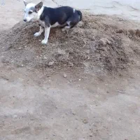 توله پا کوتاه (ماده) و جفت کبوتر|سگ|زهک, |دیوار