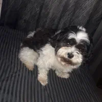 سگ شیتزو تریر ماده