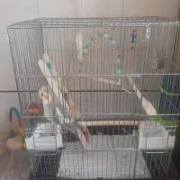 عروس.هلندی آهویی|پرنده|اردستان, |دیوار