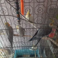 عروس هلندی