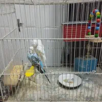 مرغ عشق نر ماده