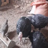 بوقلمون  نر وماده