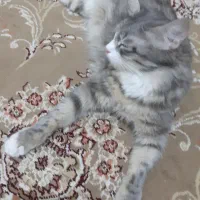 واگذاری گربه ماده باردار