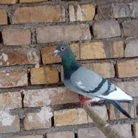 پلاکی مولد با جوجه