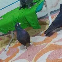 پرنده|پرنده|بم, |دیوار