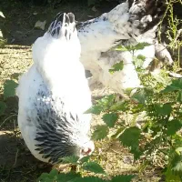 سرگرمی وفراغت|حیوانات مزرعه|امامزاده عبدالله, |دیوار