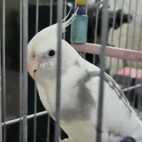 عردس هلندی  سفید سخنگو