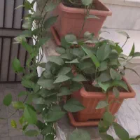 گل‌های آپارتمانی