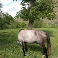 اسب|حیوانات مزرعه|زنجان, |دیوار