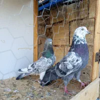 با یاد خدا یه مشت کبوتر رنگی وگرفتنی|پرنده|قم, شهرک مهدیه (مدرس)|دیوار