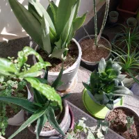 گل وگیاه|گل و گیاه طبیعی|پرند, فاز ۶|دیوار